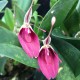 Restrepia sanguinea