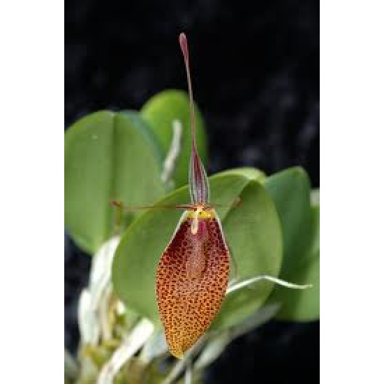 Restrepia elegans