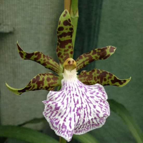 Zygopetalum maculatum