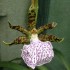 Zygopetalum maculatum
